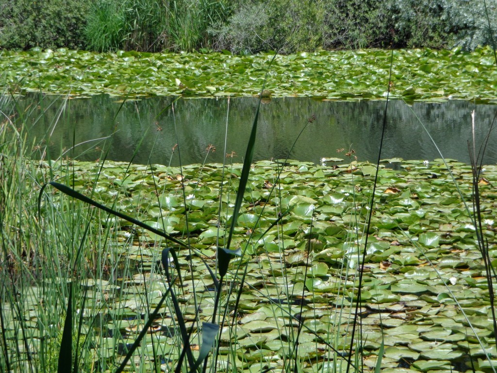 DSC00505.JPG