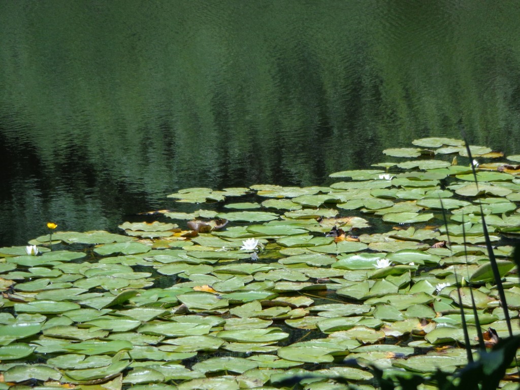 DSC00508.JPG