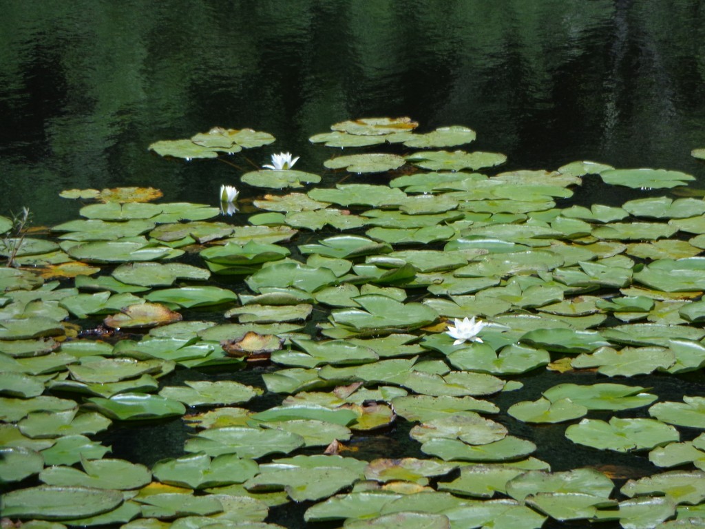 DSC00513.JPG