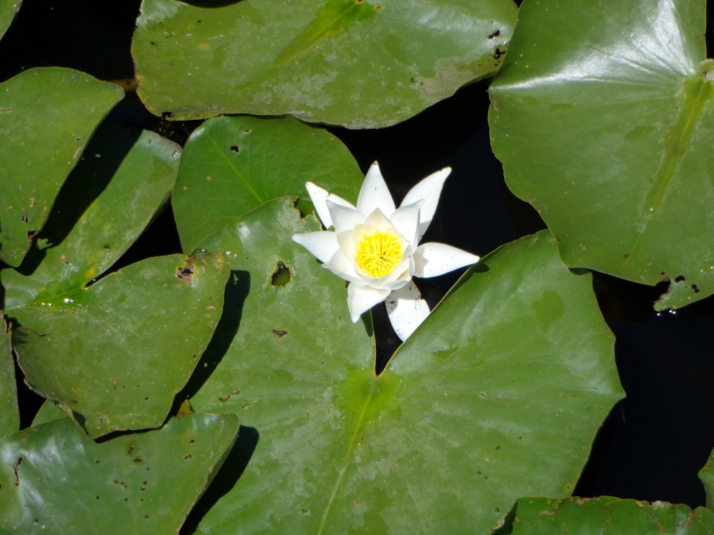 DSC00521.JPG
