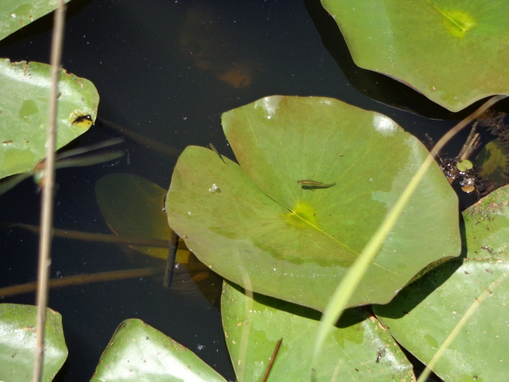 DSC00527.JPG