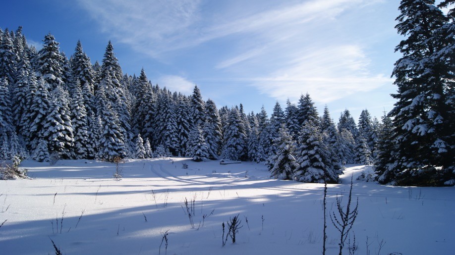 DSC00690.jpg