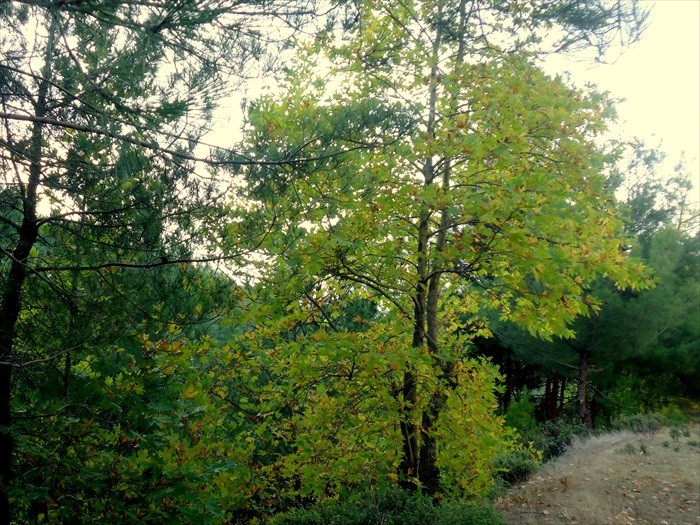 DSC00717.JPG