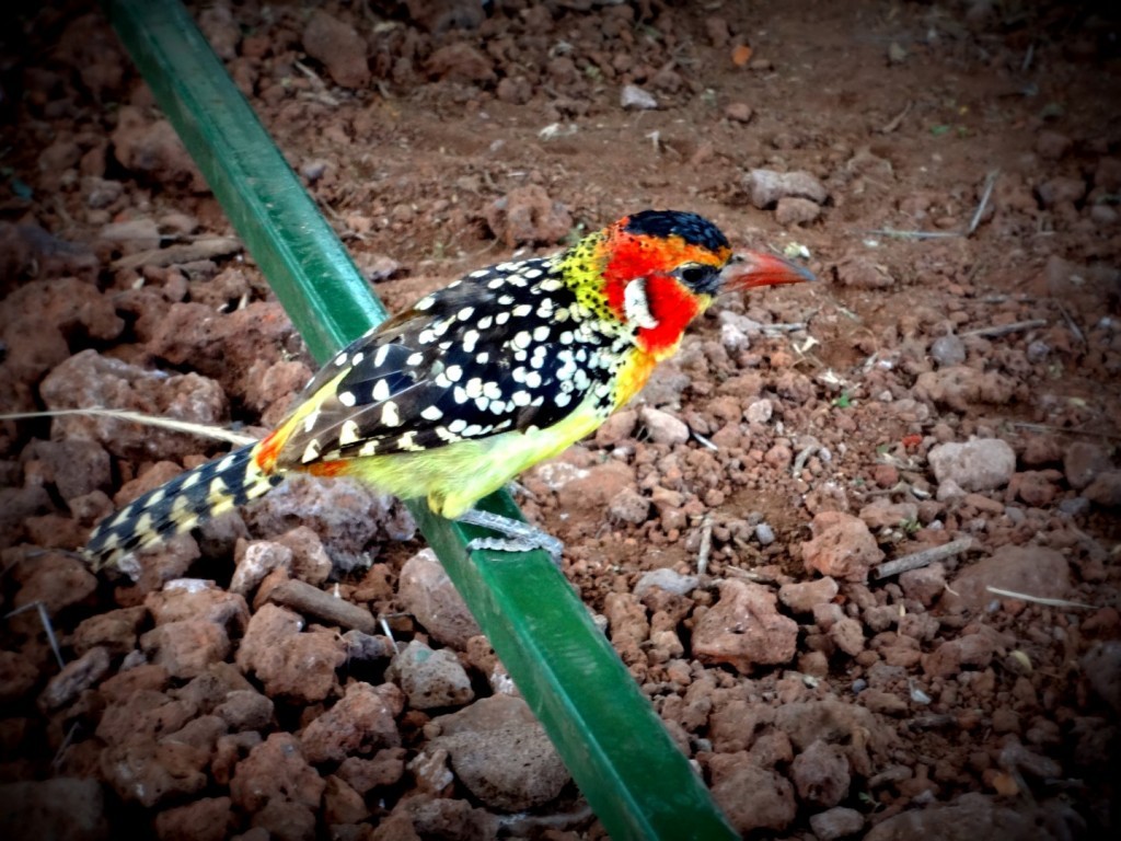 DSC01080 (Large).JPG