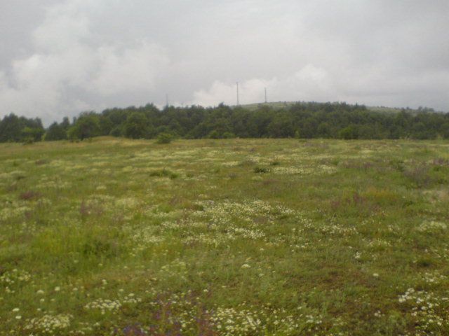 DSC01593.jpg