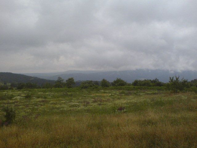 DSC01594.jpg