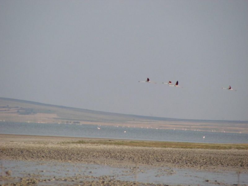DSC01695.jpg