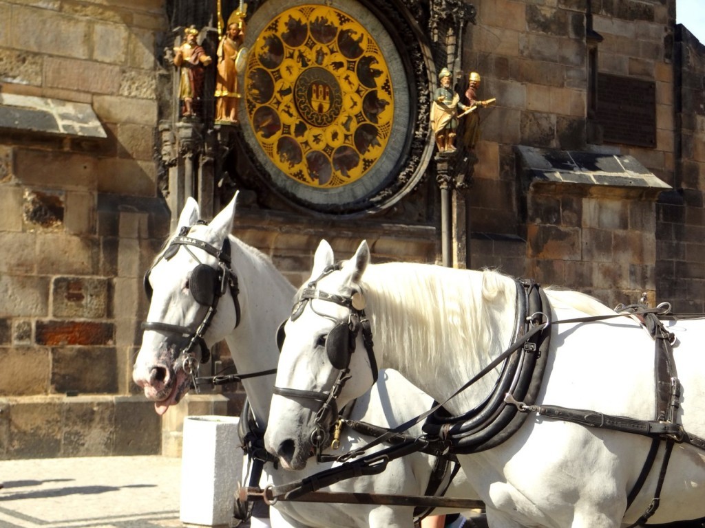 DSC02379 (Large).JPG