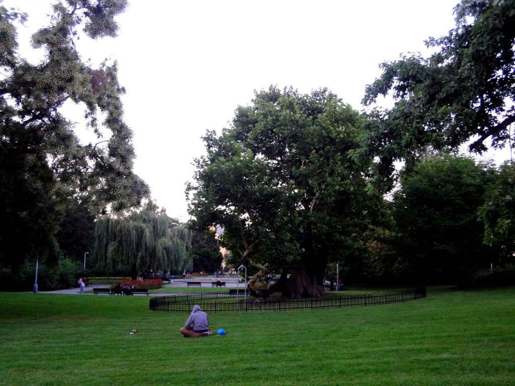 DSC02437 (Large).JPG