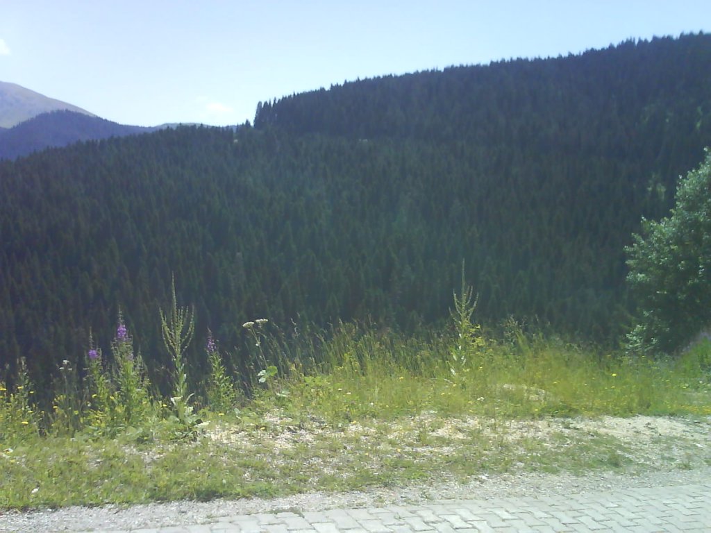 DSC02445.jpg