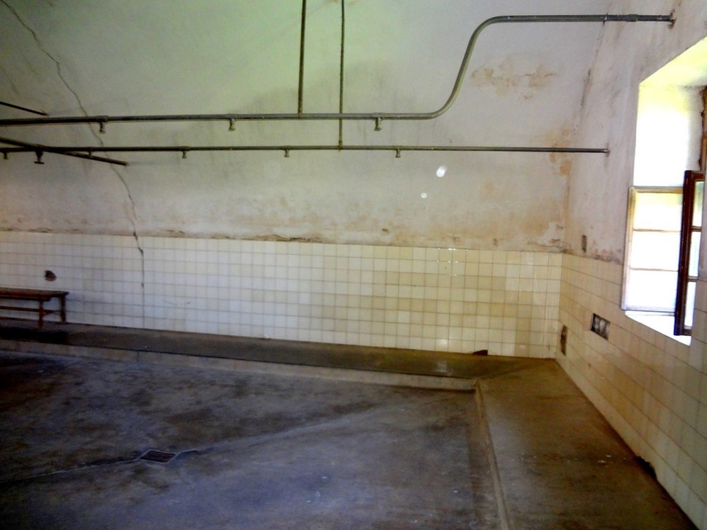 DSC02539 (Large).JPG