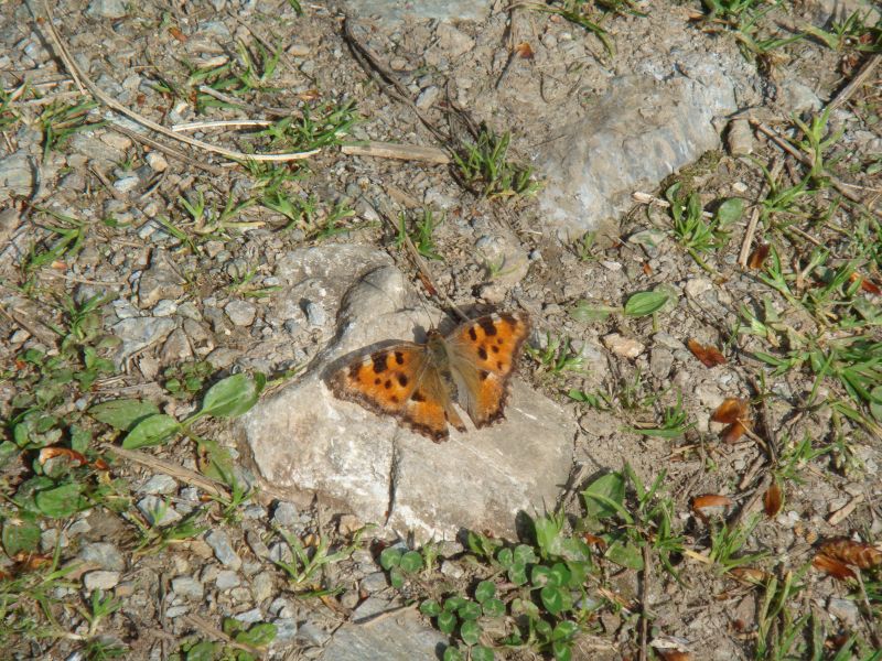 DSC03063.jpg