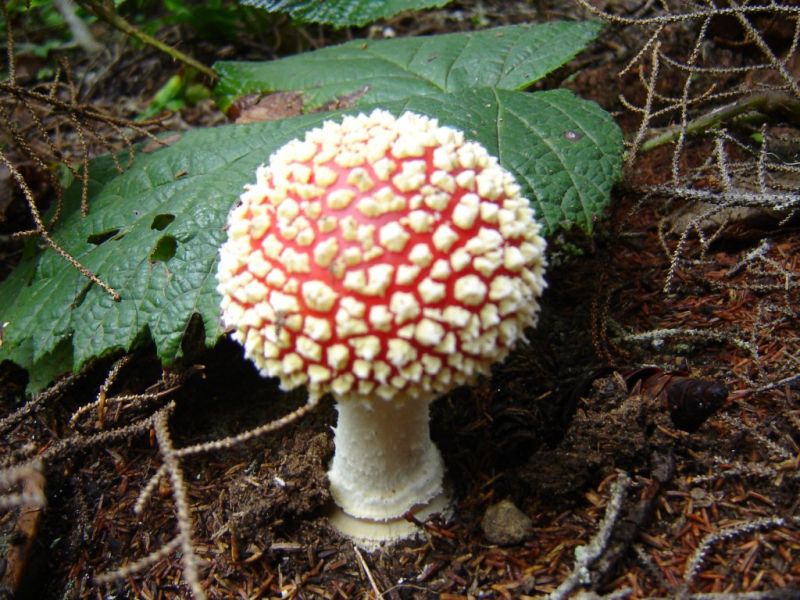 DSC03570.jpg