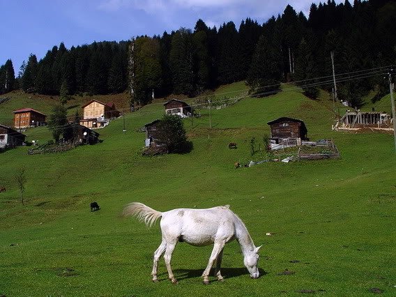 DSC03944.jpg