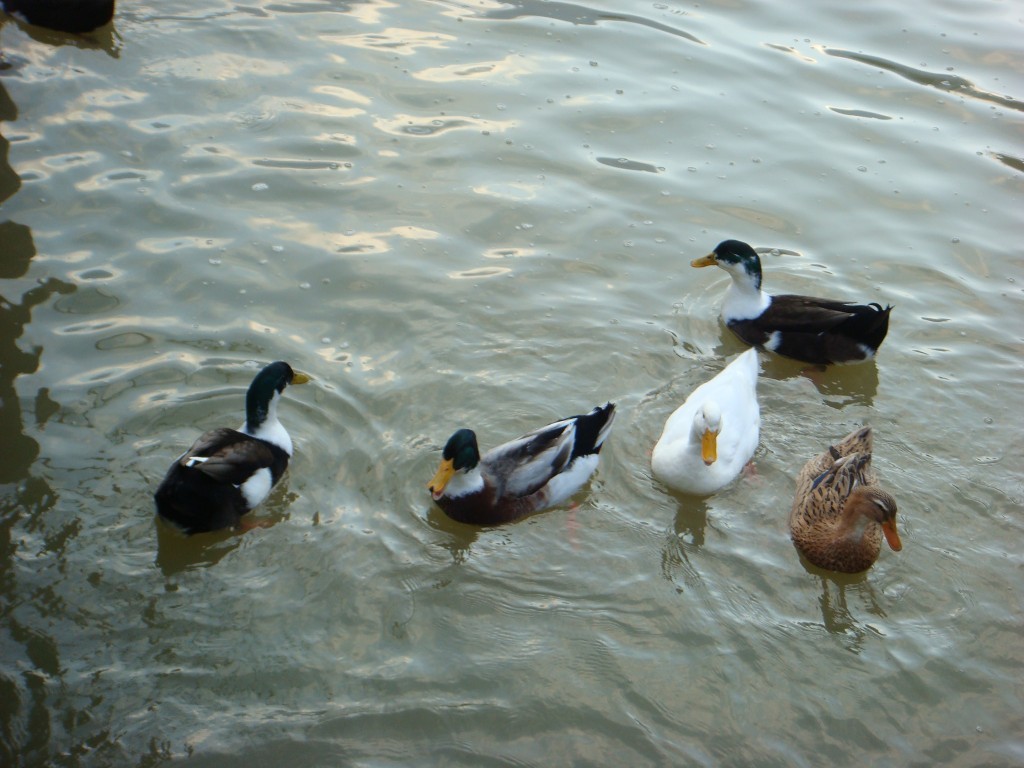 DSC04659.JPG