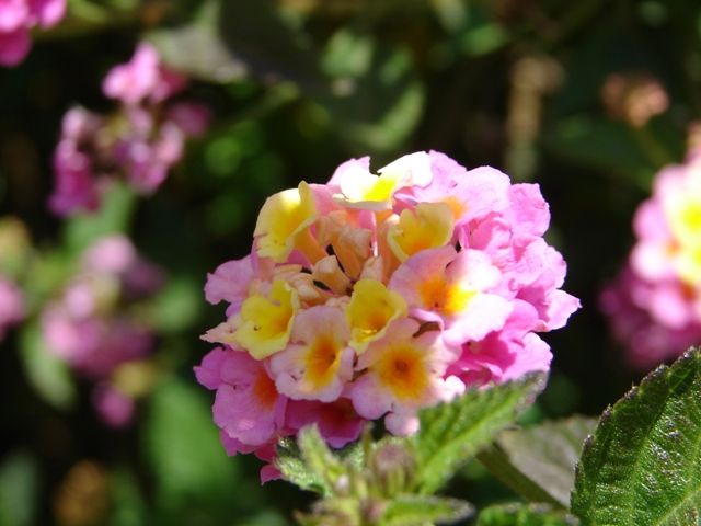 DSC04907.jpg