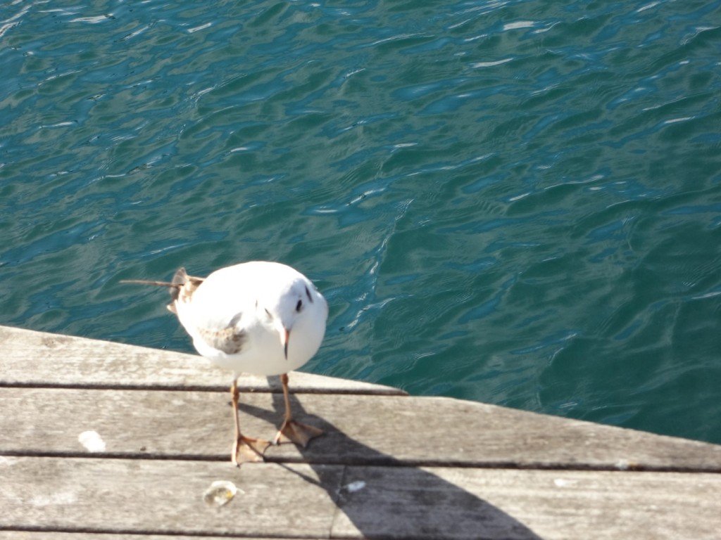 DSC05040 (Large).JPG