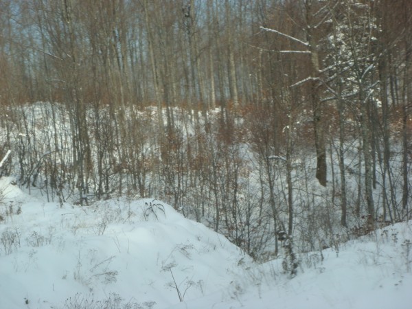 DSC05238.jpg