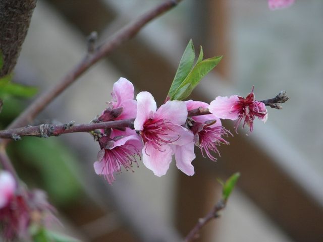 DSC05455.jpg