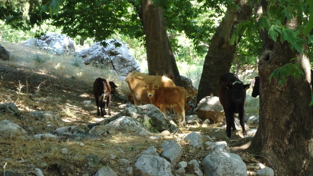 DSC06093.JPG