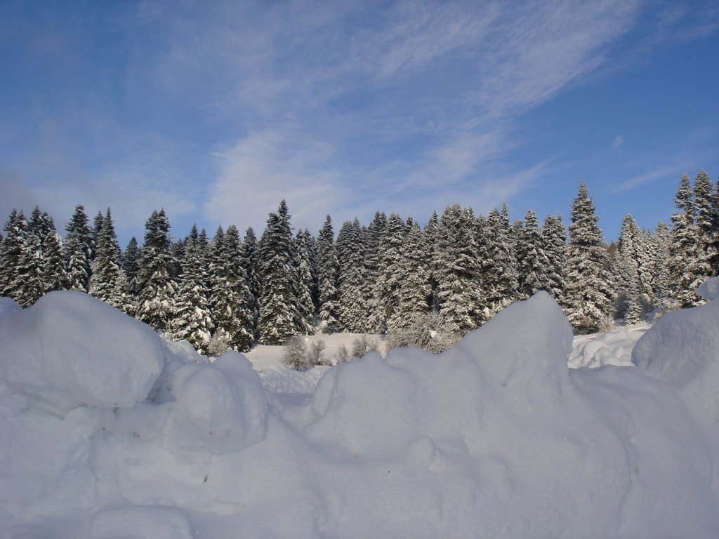 DSC06208.jpg