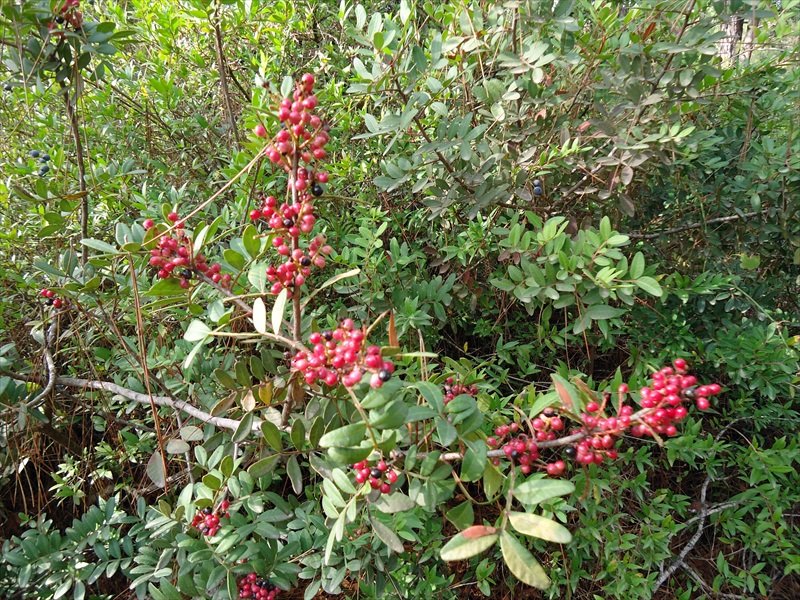 DSC07260.JPG