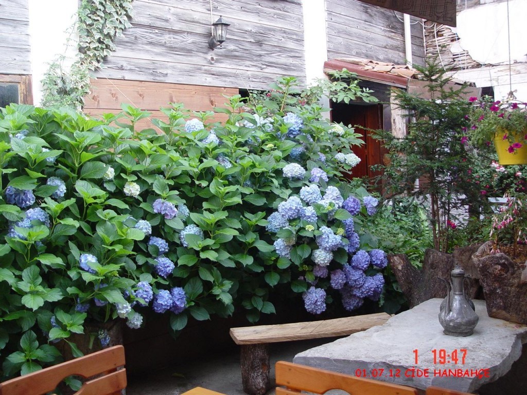 DSC07349.JPG