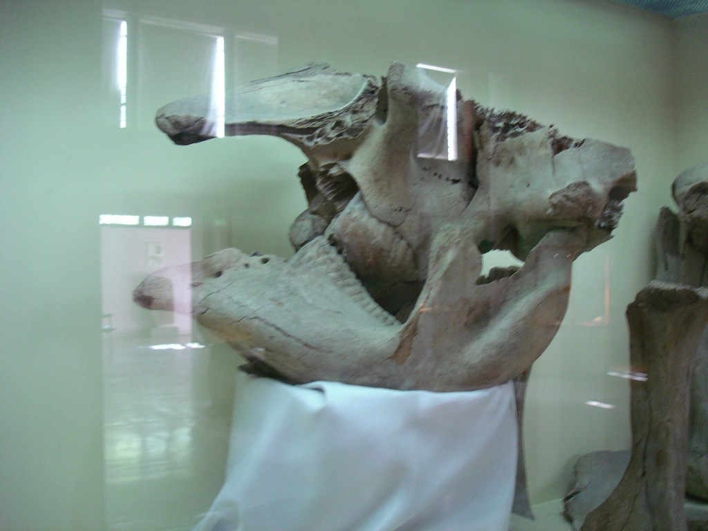 DSC08505.JPG