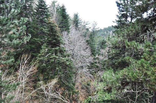 DSC_0007.jpg