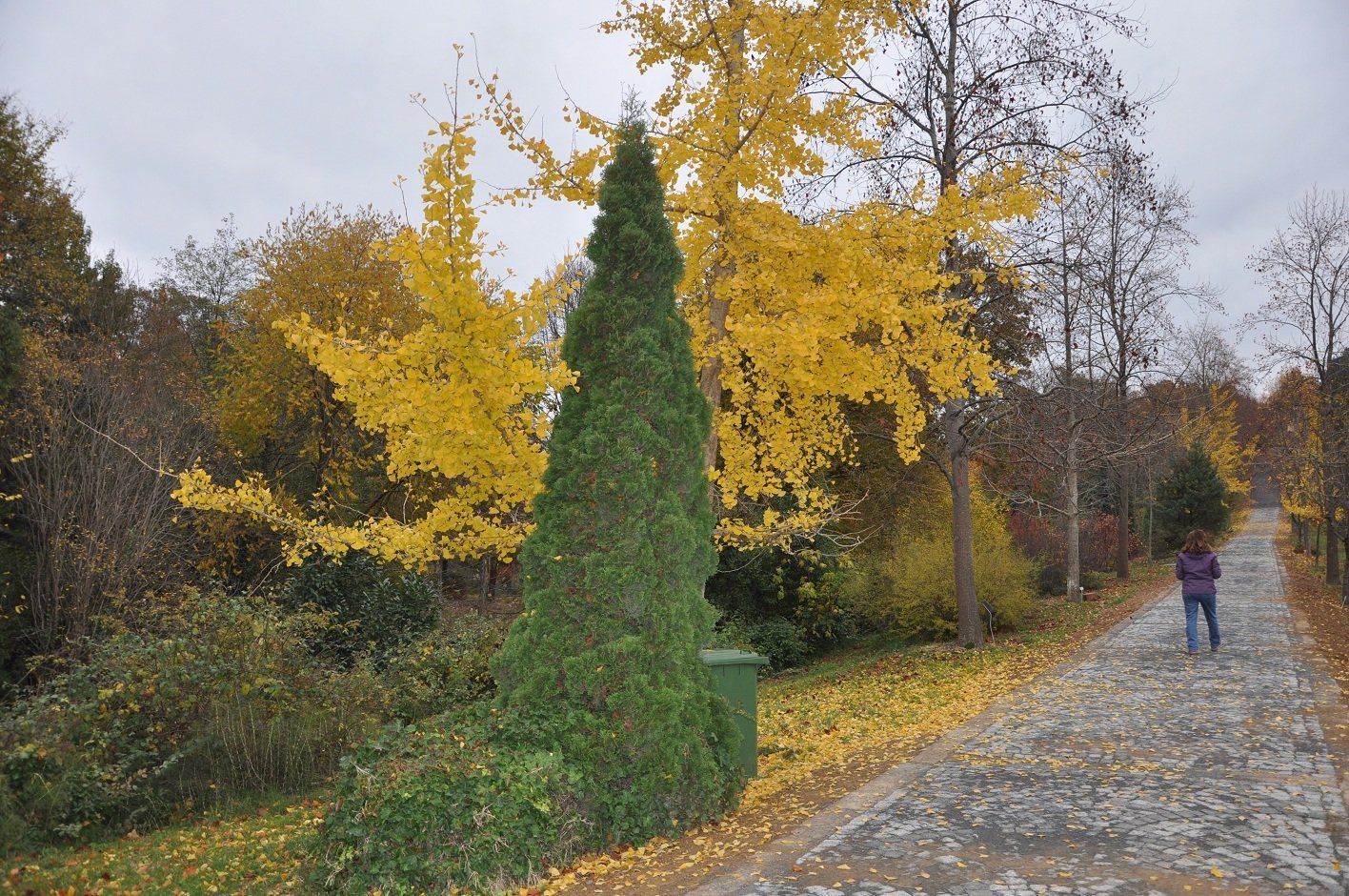 DSC_0008..jpg