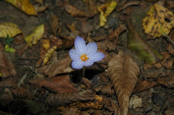 DSC_0031.jpg