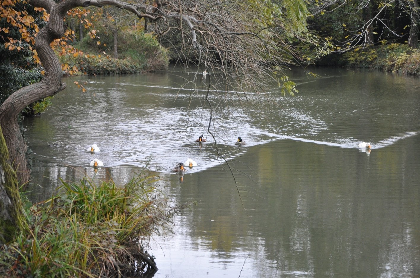 DSC_0045..jpg
