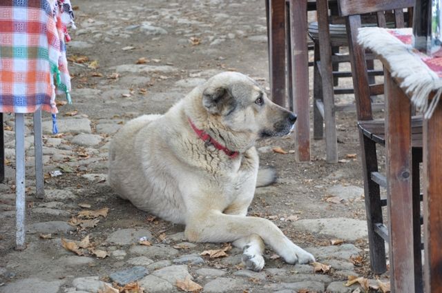 DSC_0054.jpg
