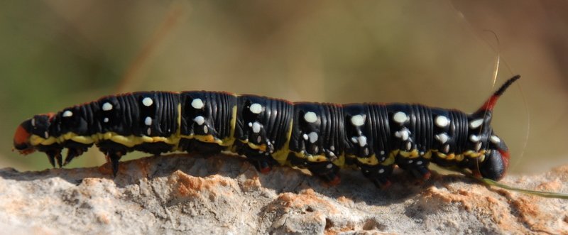DSC_0077.JPG
