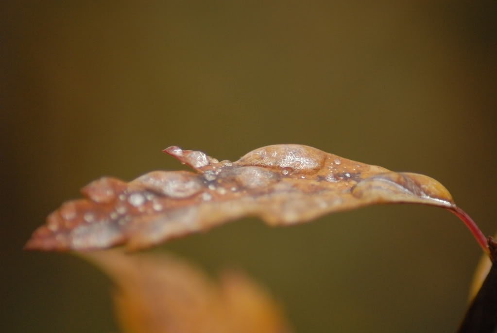 DSC_0090.jpg
