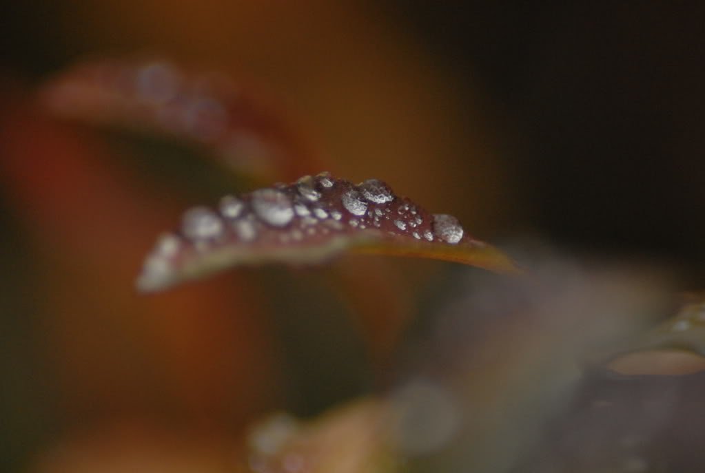 DSC_0093.jpg