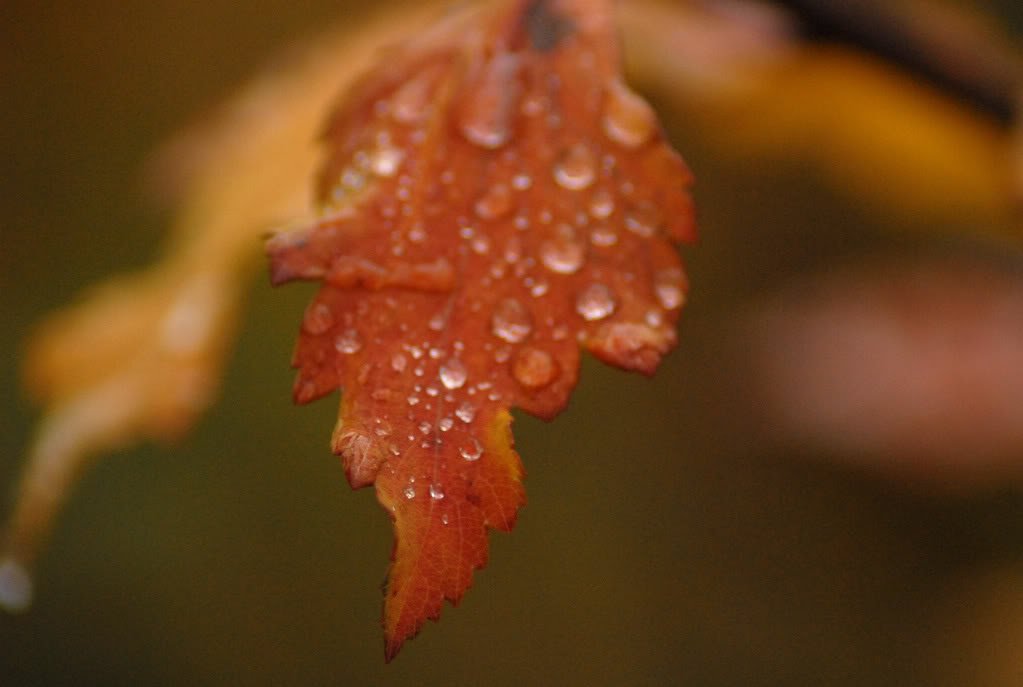 DSC_0094b.jpg