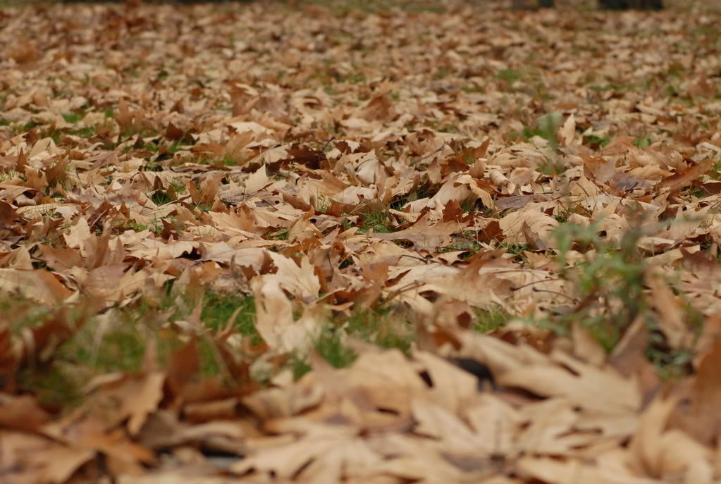 DSC_0105.jpg