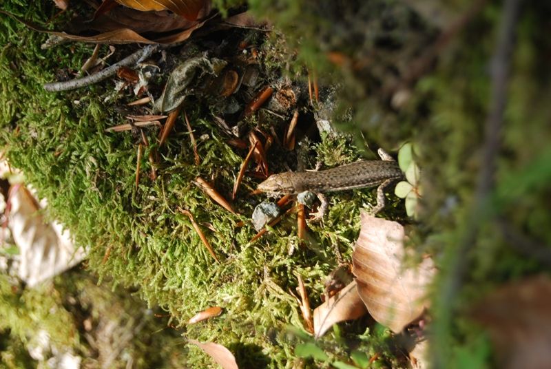 DSC_0110.jpg