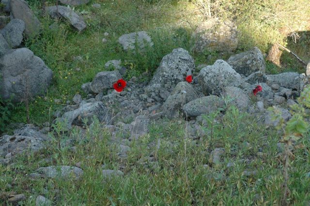 DSC_0172.jpg