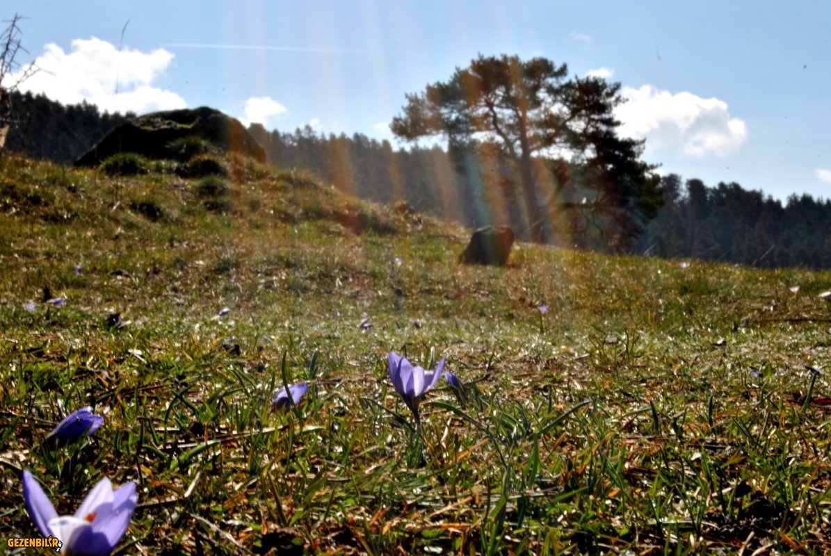 DSC_0203.JPG