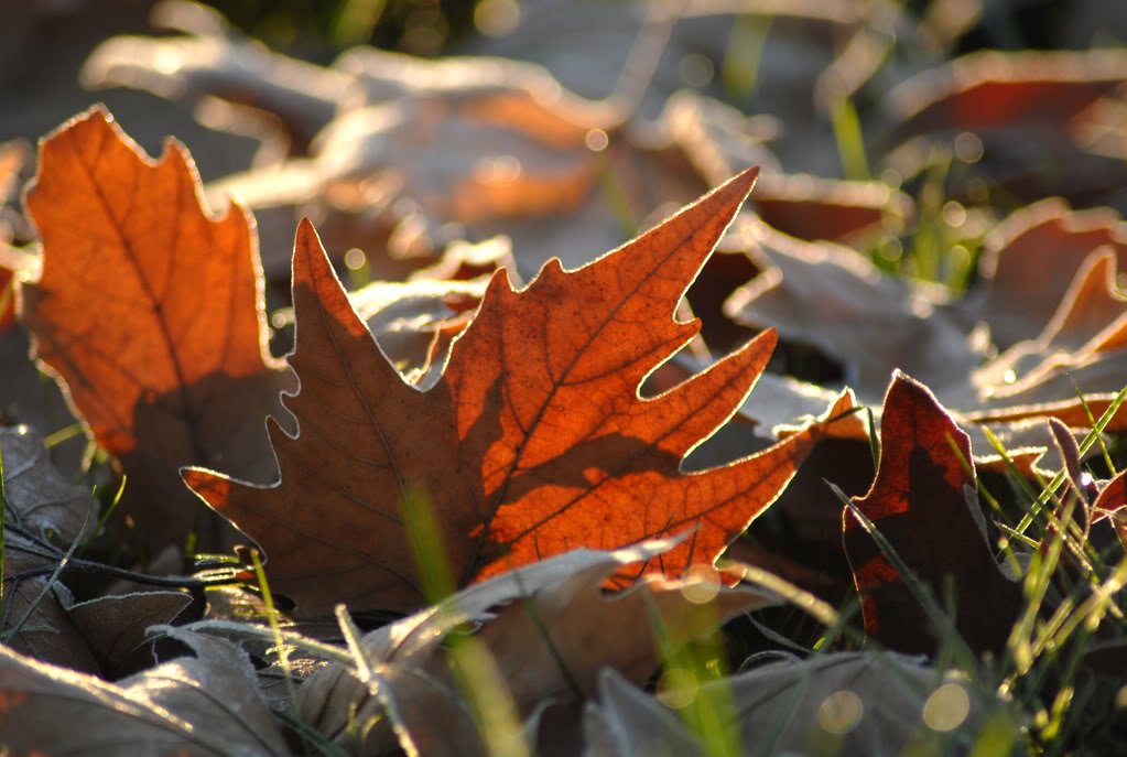 DSC_0221b.jpg