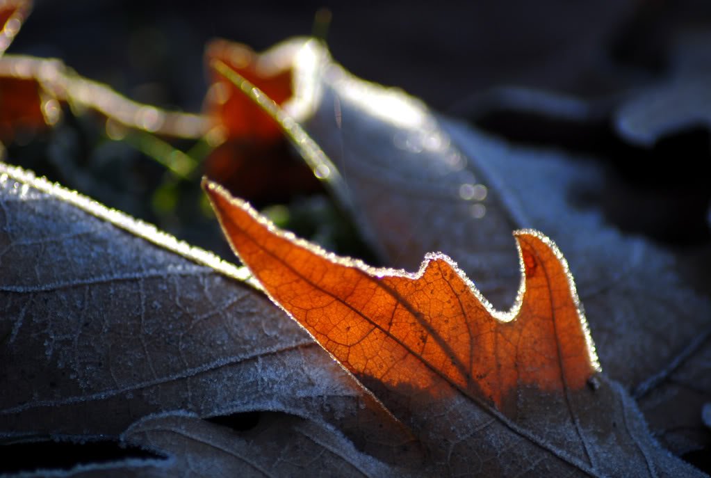 DSC_0225c.jpg