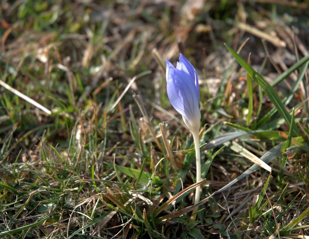 DSC_0248.jpg