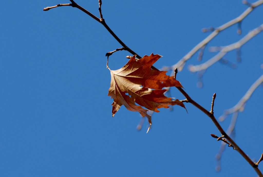 DSC_0259b.jpg