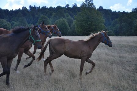 DSC_0261.jpg