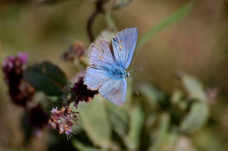 DSC_0337.jpg