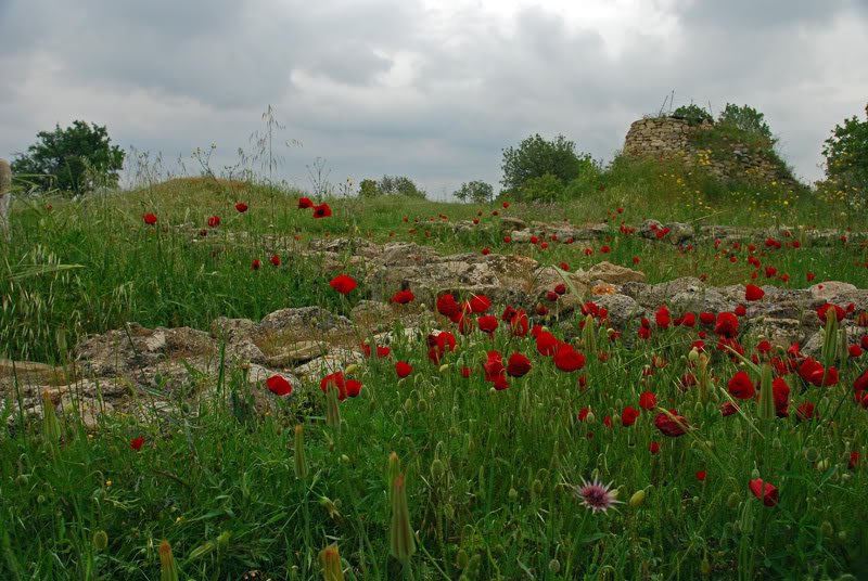 DSC_0350.jpg