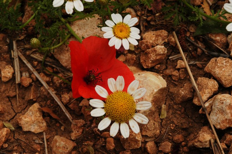 DSC_0513.jpg