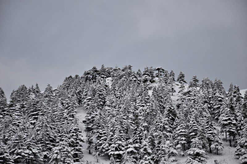 DSC_0555 [800x600].jpg